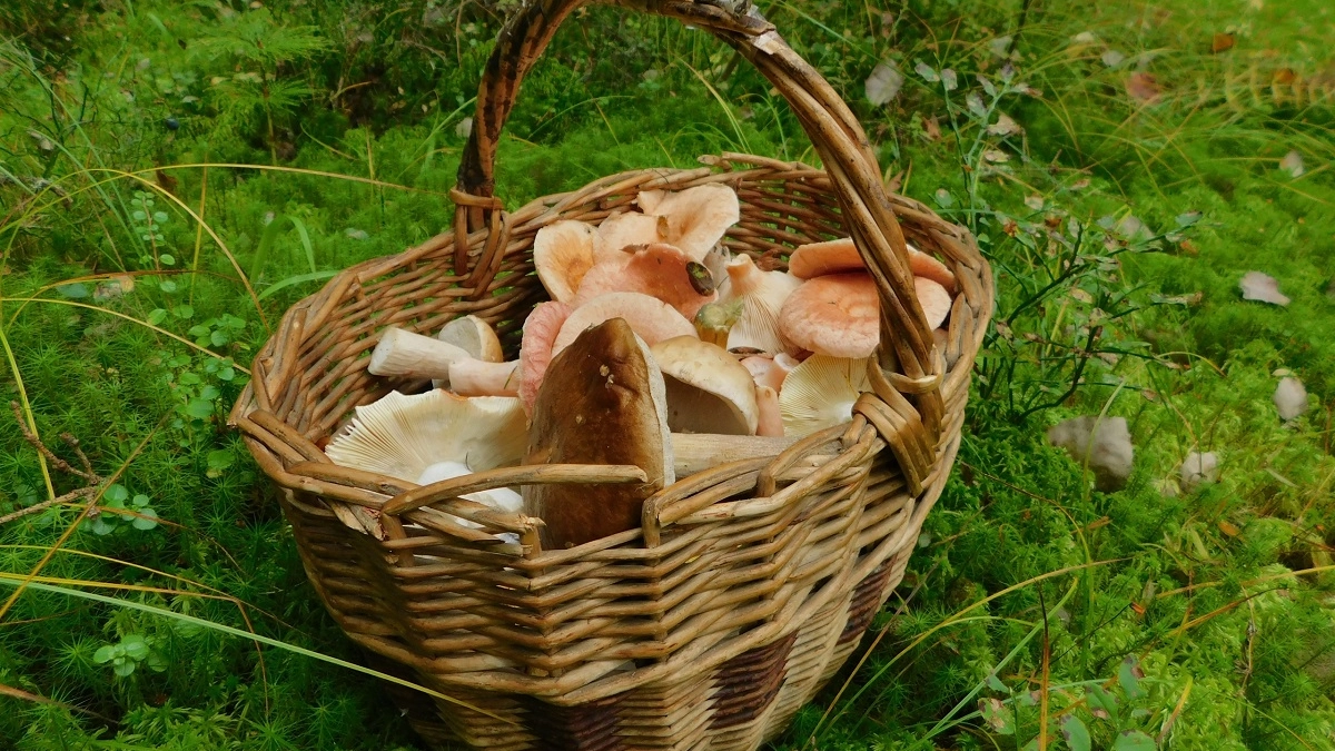 Топ 10 весенних грибов, за которыми все охотятся - вкусные и желанные