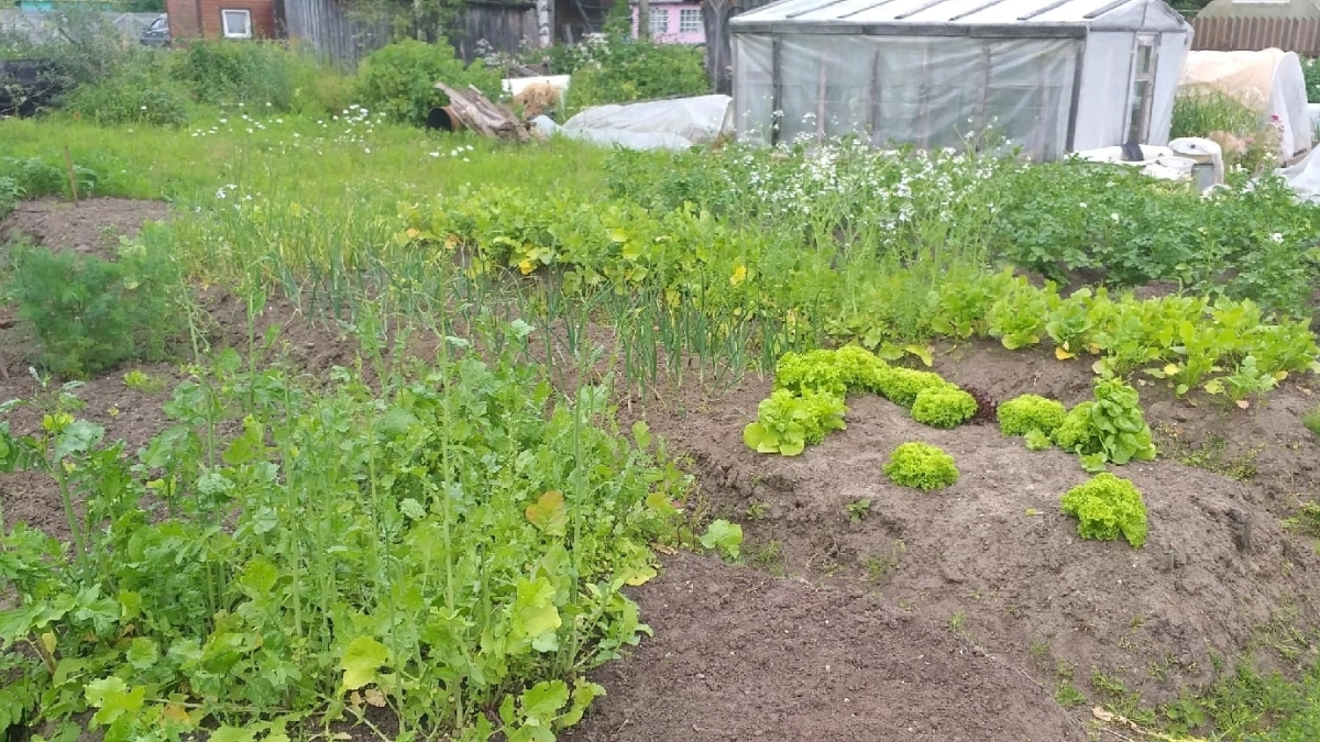 Не мята, не мелисса и в 2 раза полезнее душицы: трава с цитрусовым ароматом - чудо селекции 