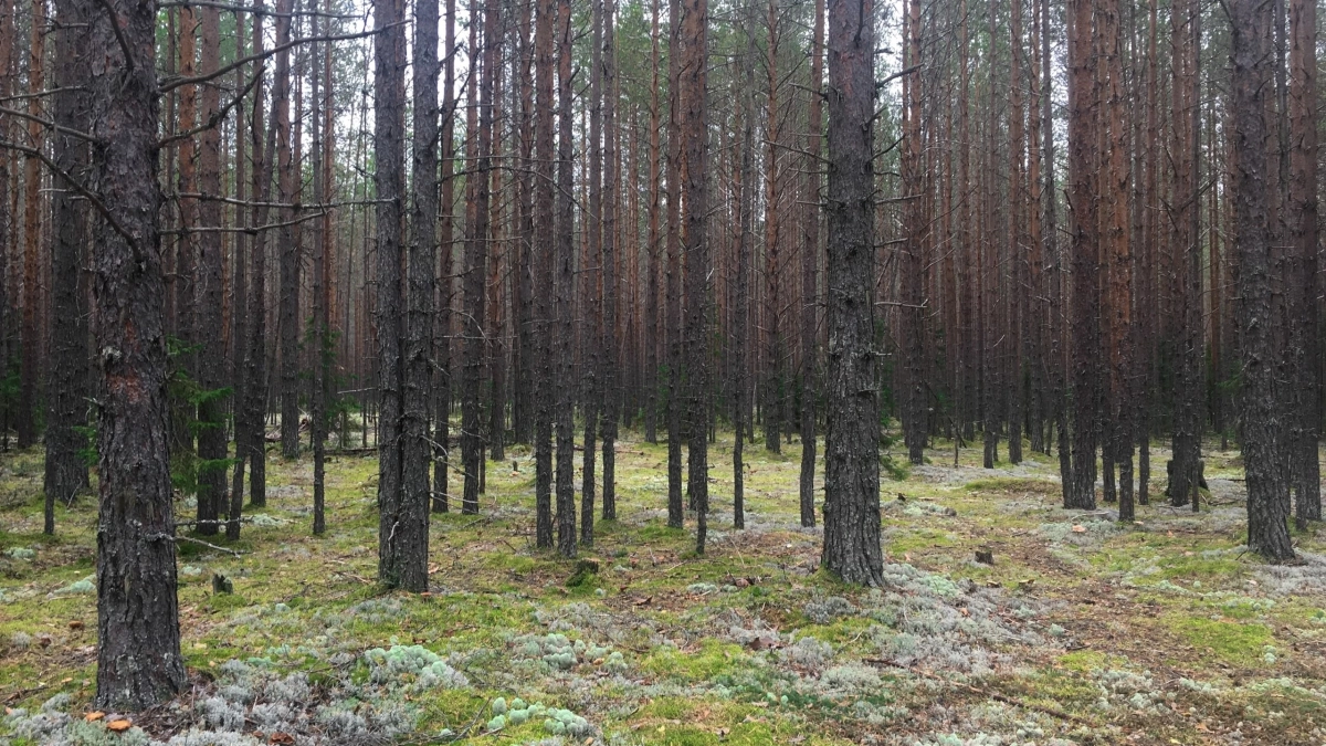 Прогноз погоды в Удмуртии на 28 апреля: ожидаются дожди, усиление ветра и похолодание