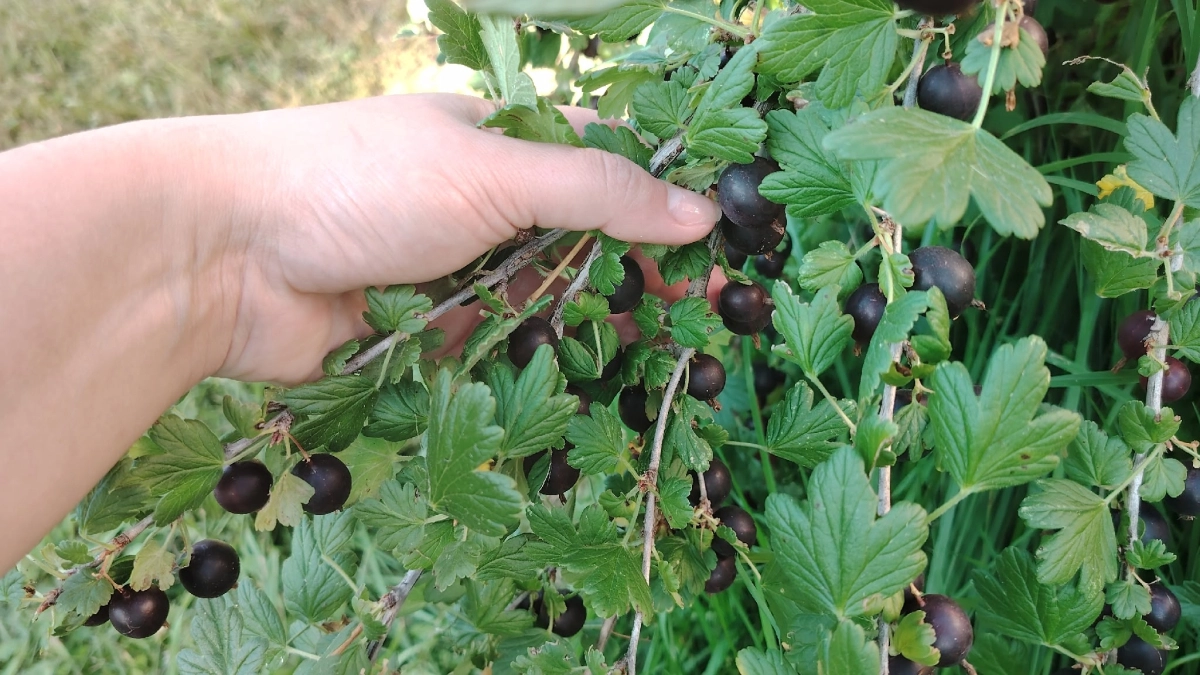 Не кустик, а герой сезона-2026: как размножить смородину черенками – ведра ягод на третий год