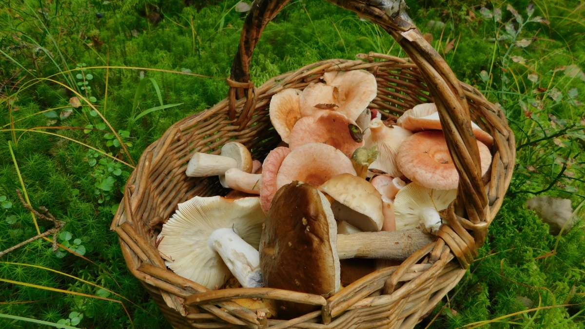 Грибники обходят его стороной, а я собираю корзинами: этот гриб – самый вкусный  весенний деликатес