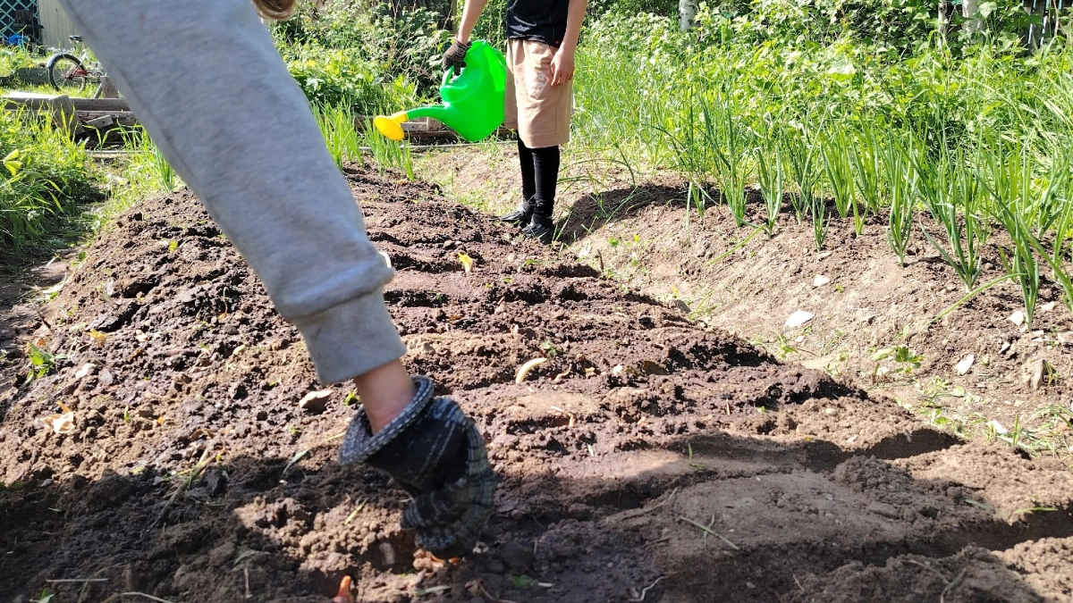 Лью весной на все грядки: 1 ложка на ведро воды. Грядки будут ломиться от урожая, земля как жирный чернозём