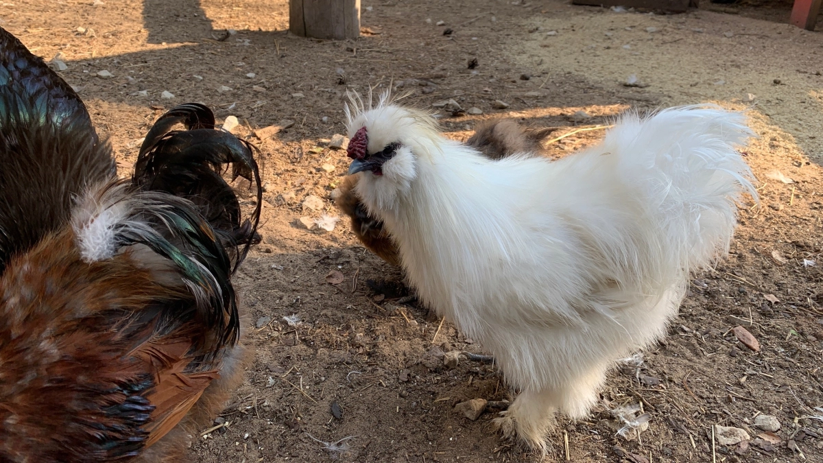 Вши с кур убегут сверкая пятками: закидываем 3 веточки в курятник — и облысение несушкам не грозит