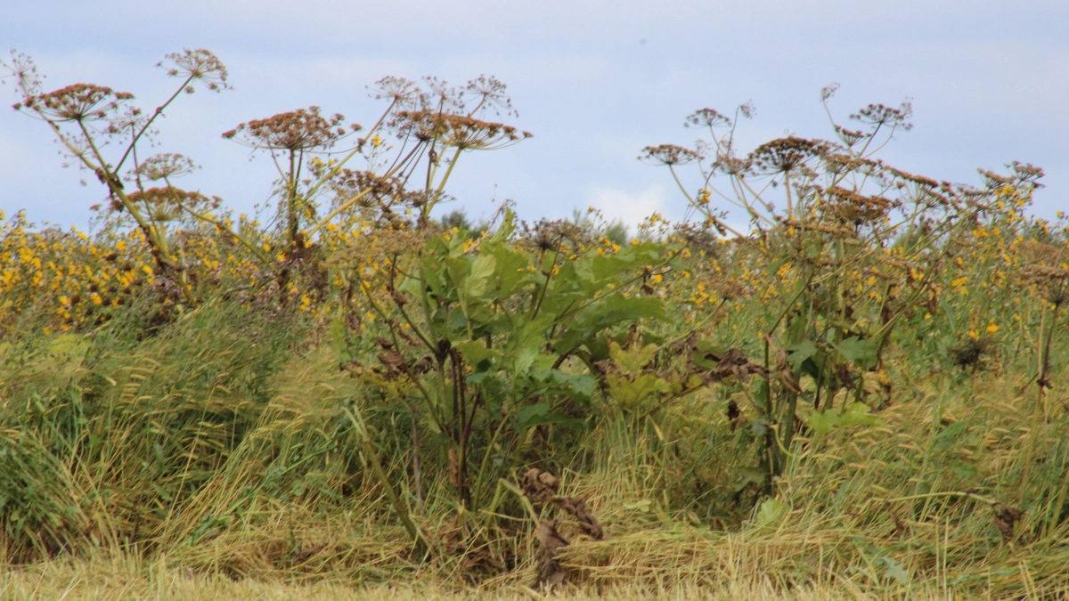 Жителей Удмуртии предупредили о продаже борщевика на маркетплейсах под видом безобидных растений