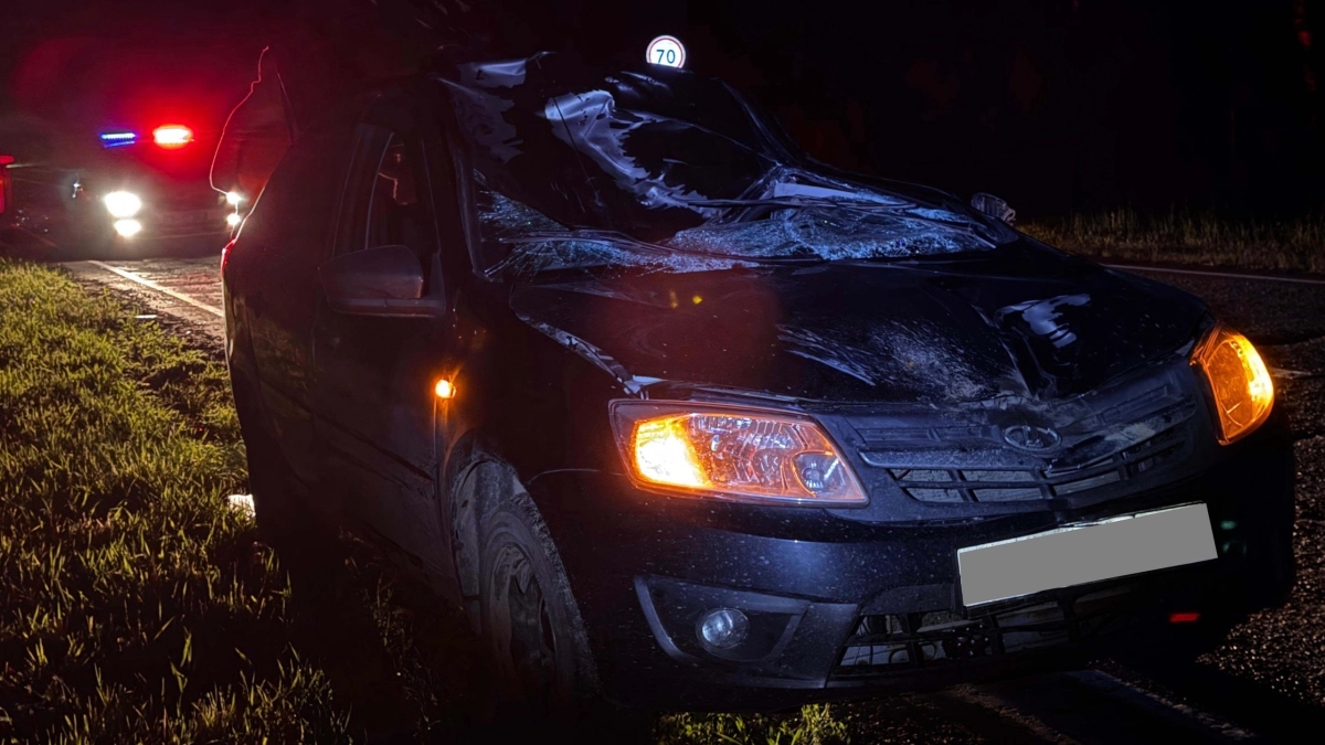 В Удмуртии водитель «Лады Гранты» сбил лося на трассе «Ижевск-Ува», пострадали два человека