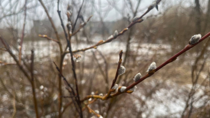 Синоптики предупредили жителей Удмуртии о тумане и возвращении снега 7 апреля: прогноз погоды и рекомендации для водителей