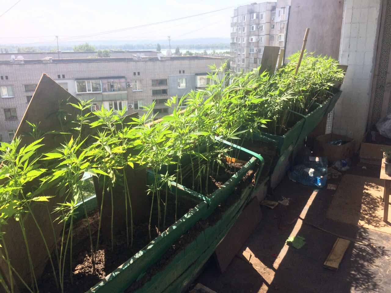 Выращивание марихуаны на балконе марихуана и польза