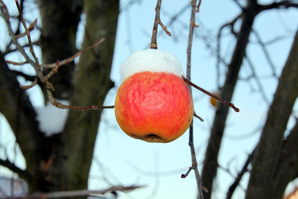 Молодая яблоня зима. Зимние яблоки. Яблоня зимой. Маленькие зимние яблоки. Яблоки зимние красные.