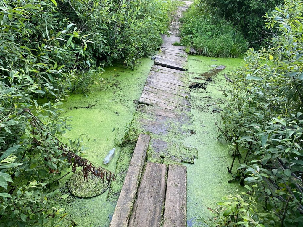 Дорожки на болоте. Батайск мостик через болото. Мост через болото. Мостки на болоте. Мостик на болоте.
