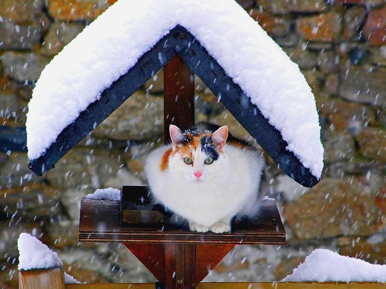 Весело со снегом. Зимние котики. Кот в снегу. Кот снежок. Котята зимой.