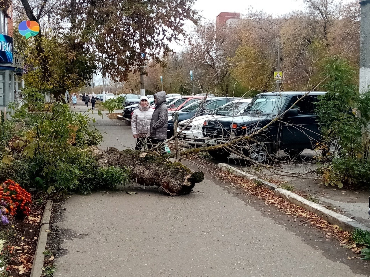 Упал на тротуаре. Одесские деревья. Одесса ветка.